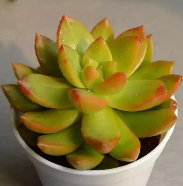 推荐轻松玩转100种常见多肉植物,700种多肉植物图鉴pdf百度云