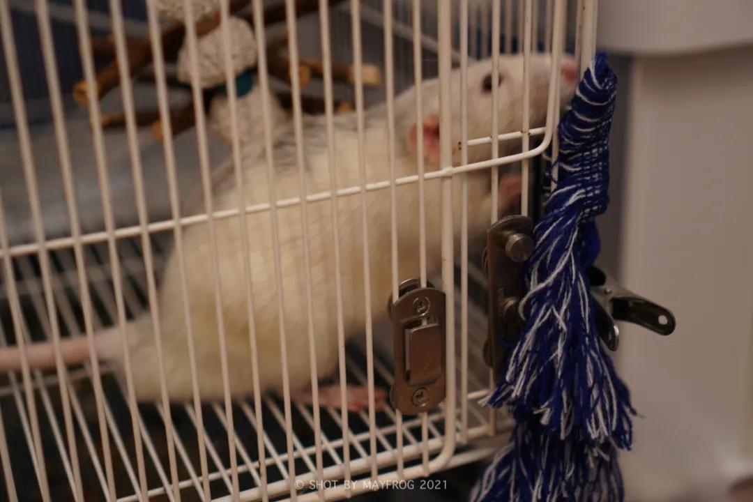 「清明特辑」零首付！月供2块2！江苏队的头七日我尽了绵薄之力