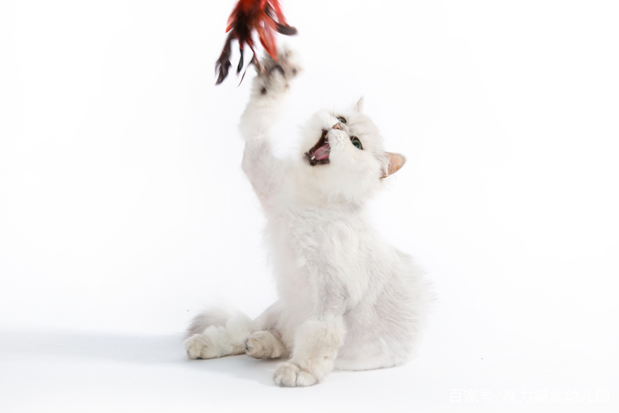 被猫咪抓伤出血怎么处理,脸被猫咪抓伤怎么处理才不会留疤