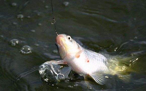 冬季钓鲫鱼用大力马子线,最没用的钓鱼装备