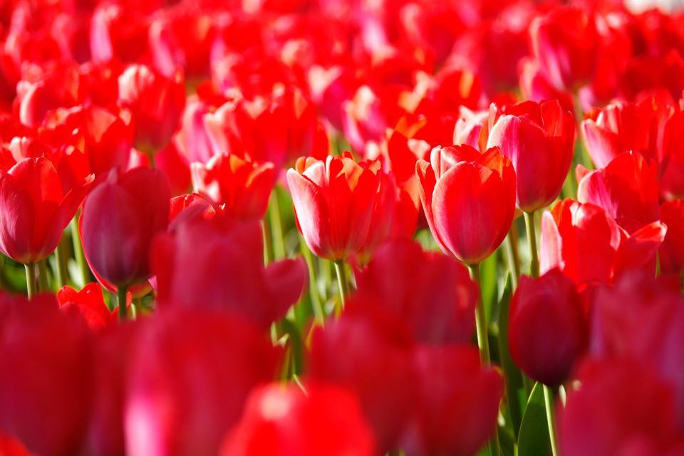 粉色郁金香花语象征与寓意是什么,粉色郁金香花语送女朋友