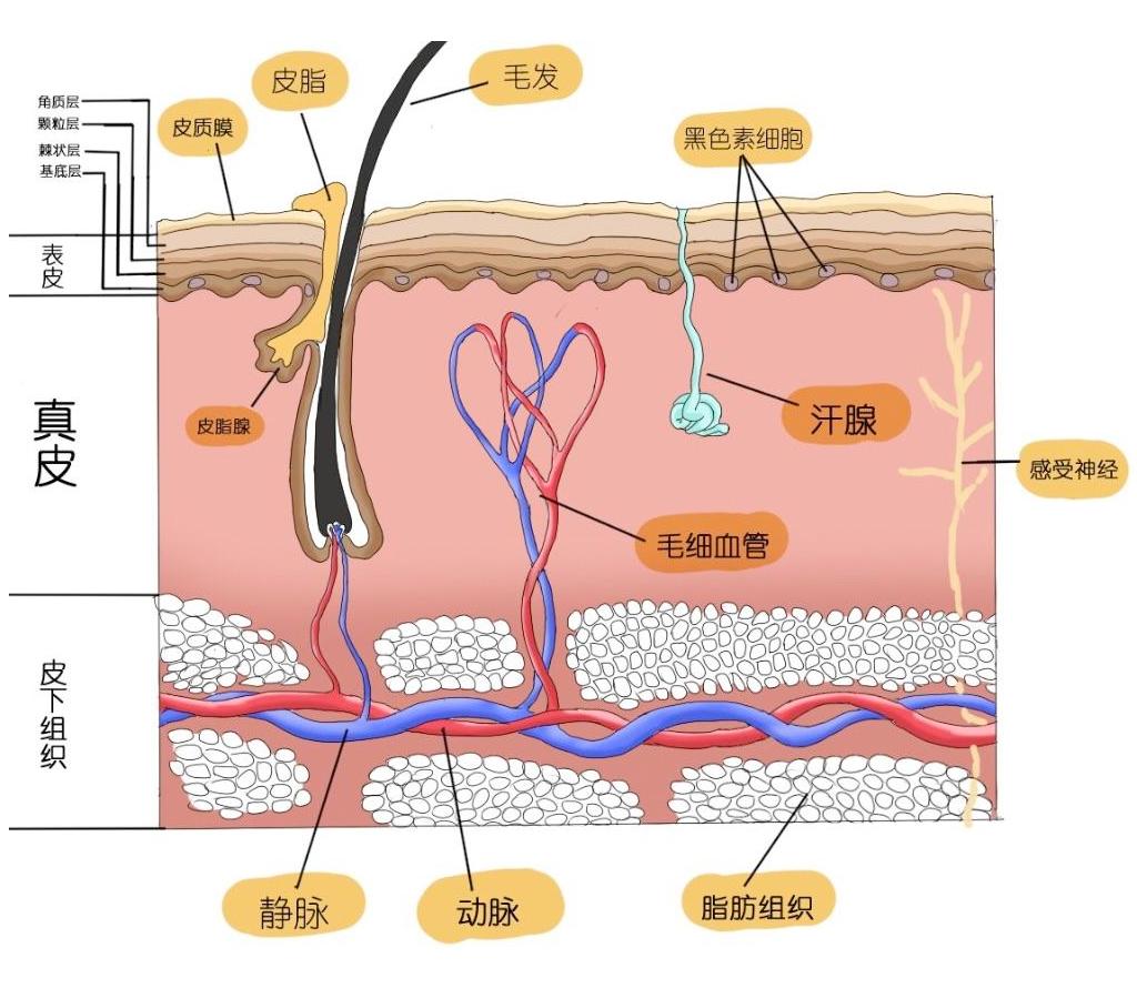 胶原蛋白到底是不是伪科学,胶原蛋白是美容还是智商税