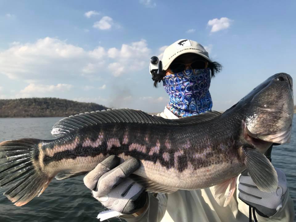 狮子鱼为何在美国泛滥成灾,蛇头鱼在中国为什么不泛滥