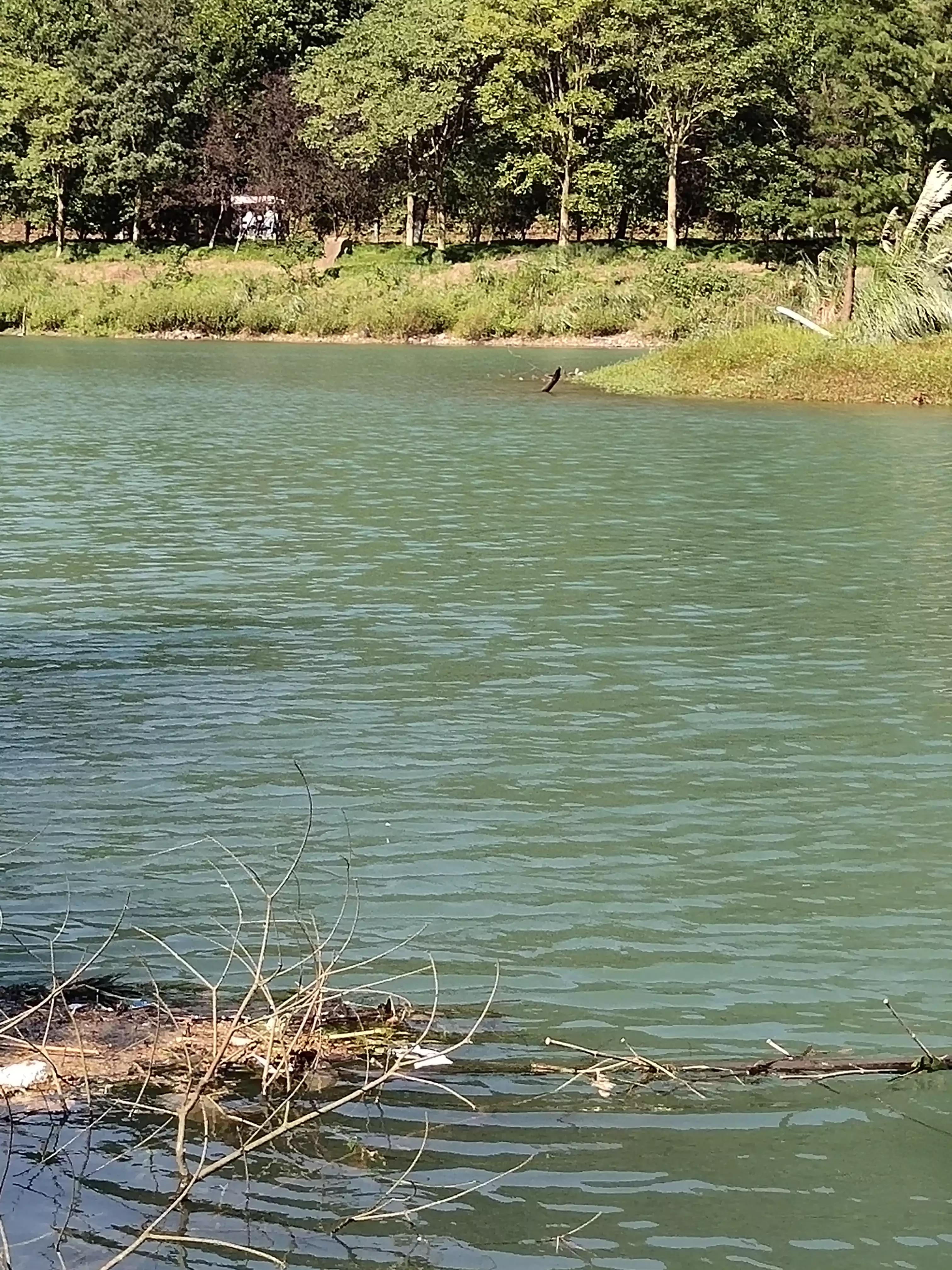 宁波镇海钓鱼野钓最新地点,宁波九龙湖水库钓鱼攻略