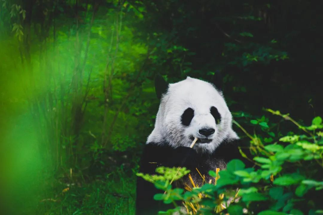 李子柒家乡成旅游景点,李子柒乡愁