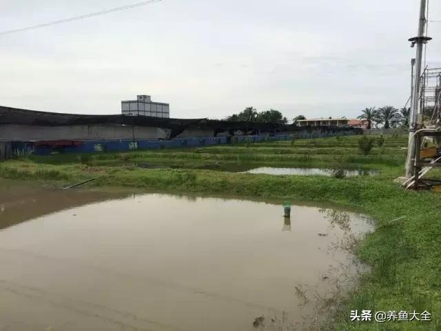 马来西亚买海鲜,怎么样直接从马来西亚购买龙鱼