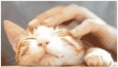 “情商”180，一只“社会”的小猫咪是怎么样炼成的？今天来教你