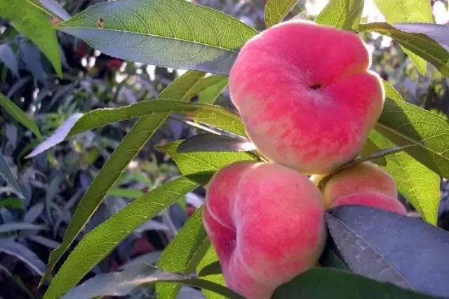 夏日威海旅游攻略,夏天威海旅游攻略自由行