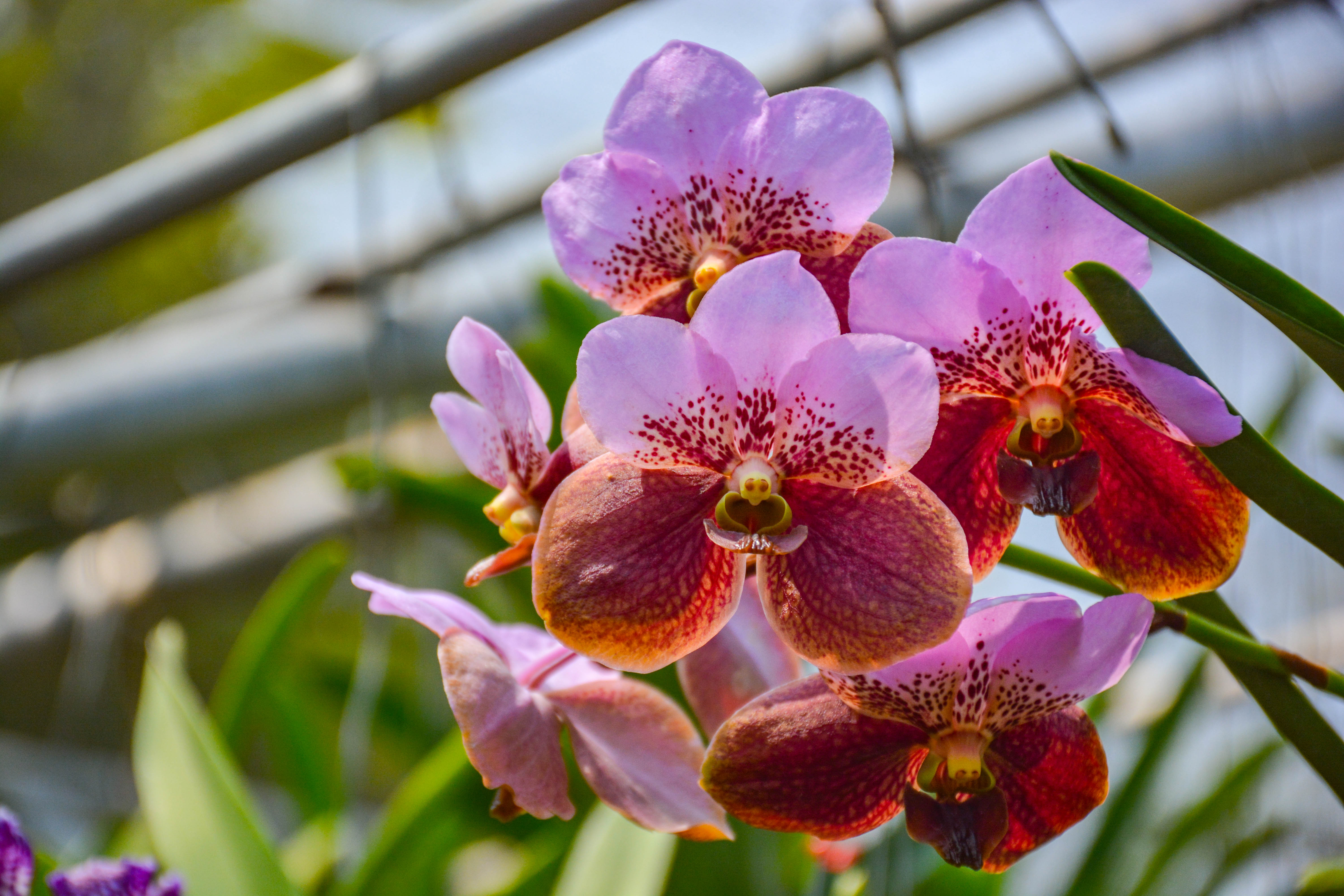 好看又好养的兰花有哪些,最好的十种兰花