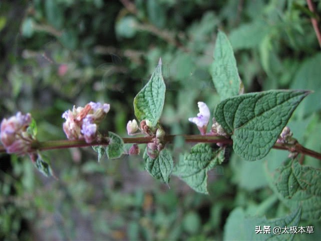 痱子草性寒吗,痱子草泡水喝清肺热吗