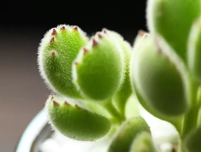 多肉植物种植小课堂,多肉小课堂长寿花