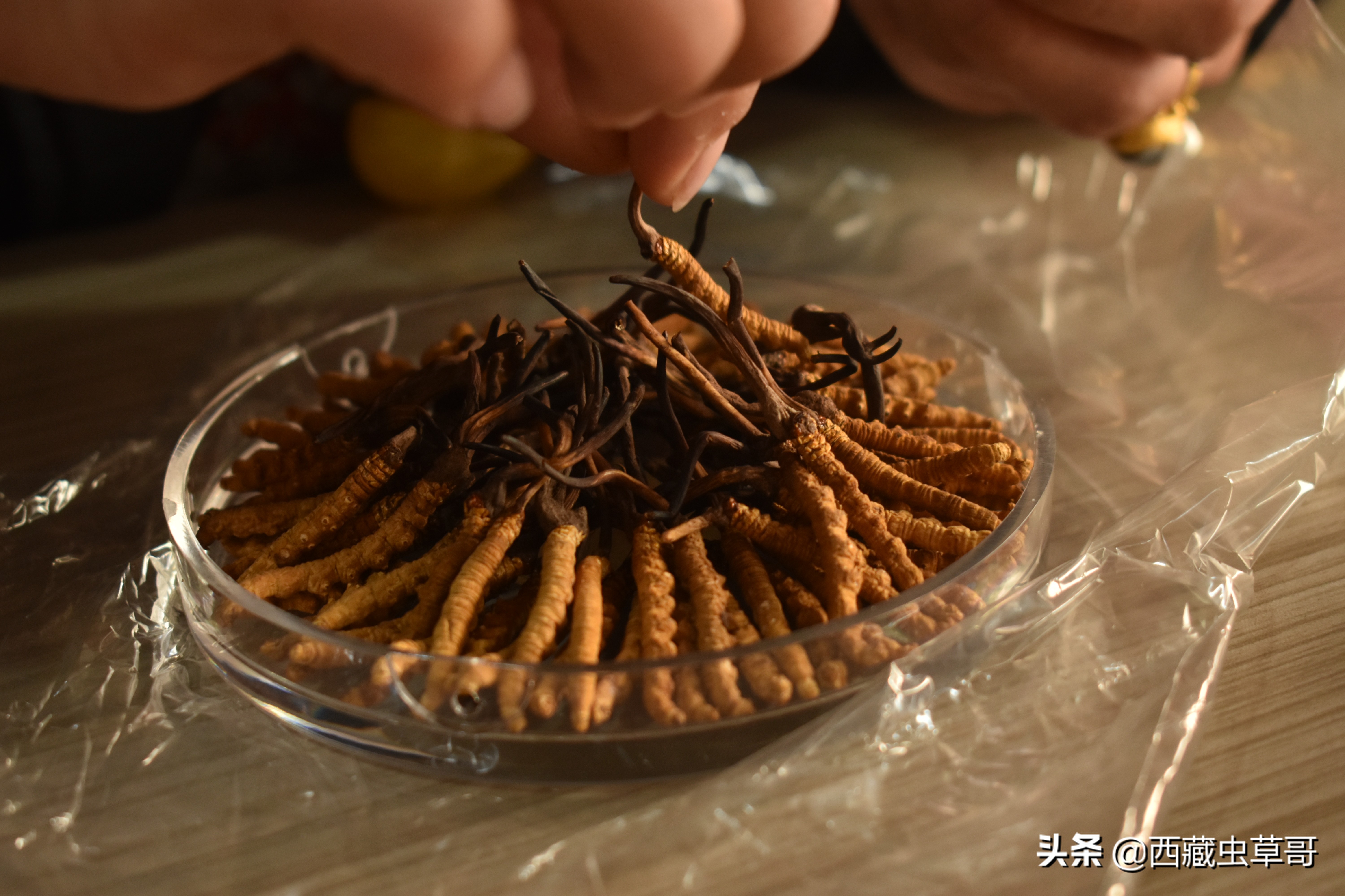 冬虫夏草放冰箱冷冻还是冷藏保存,冬虫夏草放冰箱冷藏还是冷冻