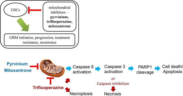 胶质瘤特效药2018,胶质瘤4级特效药