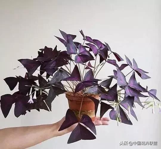 打翻了调色盘的花,打翻了调色盘的美景