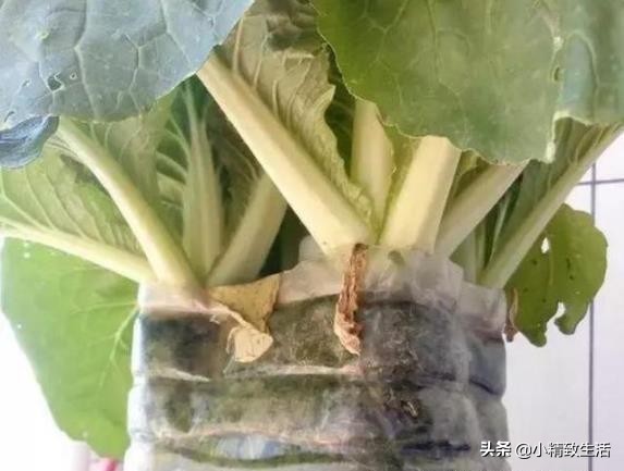 塑料桶里种菜,家庭阳台无土种植蔬菜