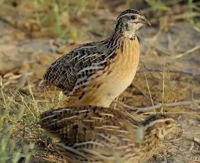 抓蛙捕鸟被判刑,抓青蛙检察院怎么处理