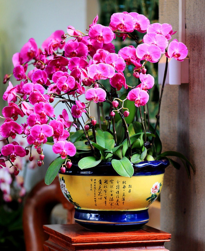 好看又好养的盆花,人养花也养人