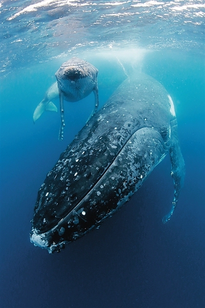 鲸鱼是哺乳动物怎么在水下呼吸,鲸鱼海洋哺乳动物