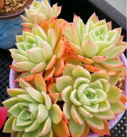 种多肉一年利润多少万正常,一亩地多肉利润