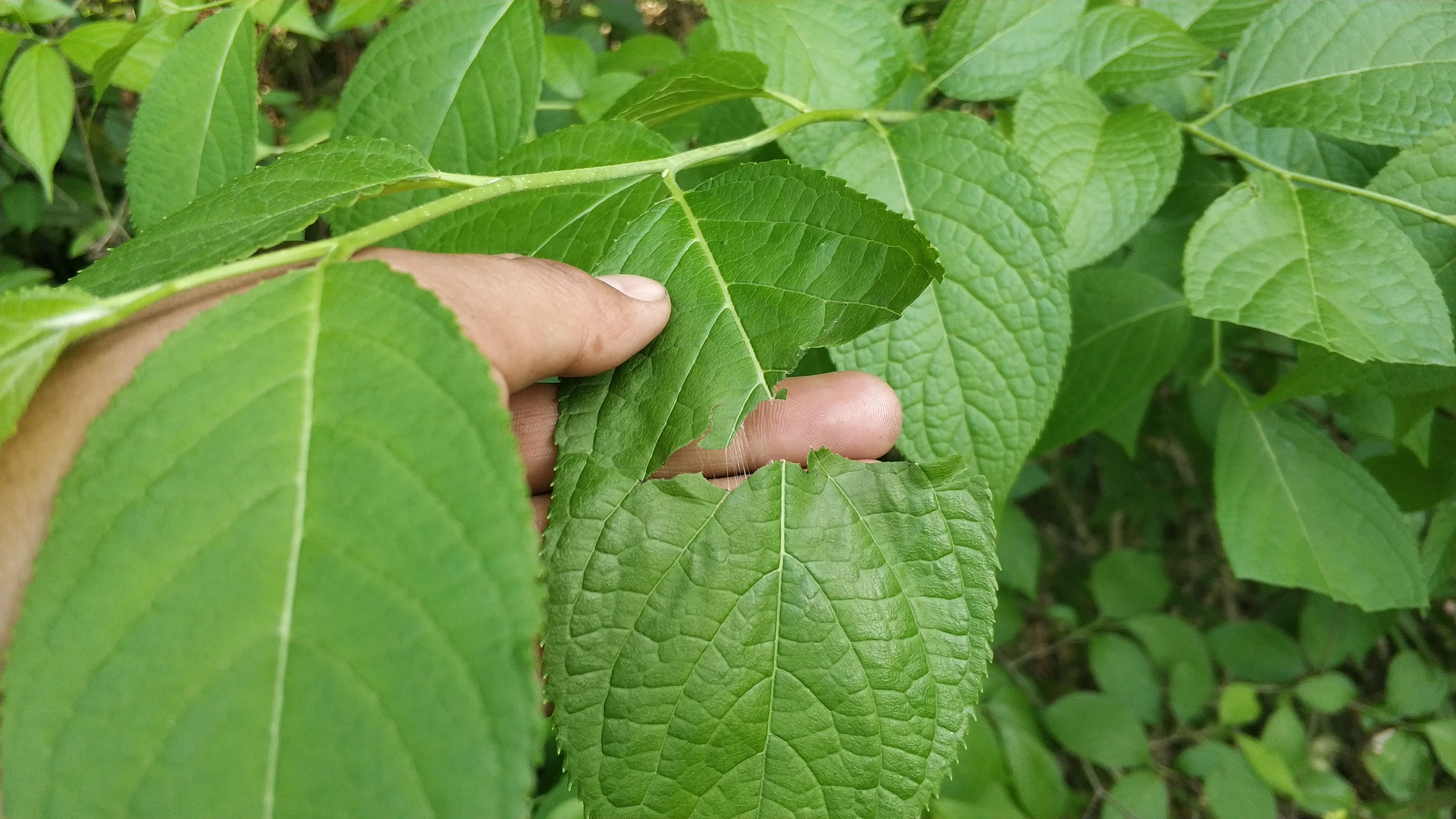 给大家展示一下什么叫做“金山药岭名茶地，竹海栗园水电乡”