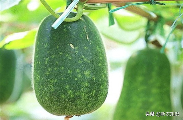 南瓜冬瓜什么时间种植最好,冬瓜的种植技术主蔓何时打顶
