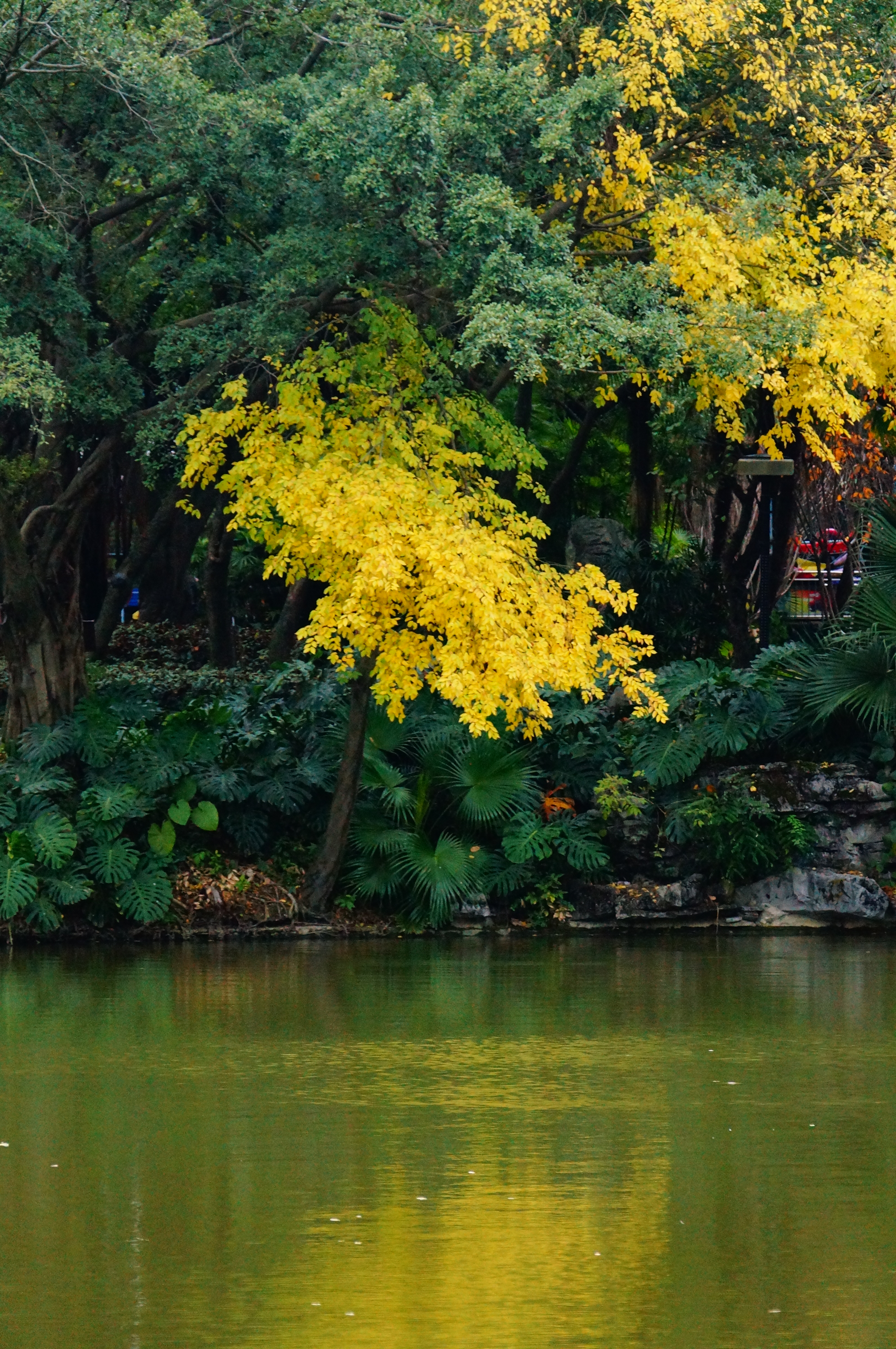 柳州的柳侯公园景色,柳州的秋天美景