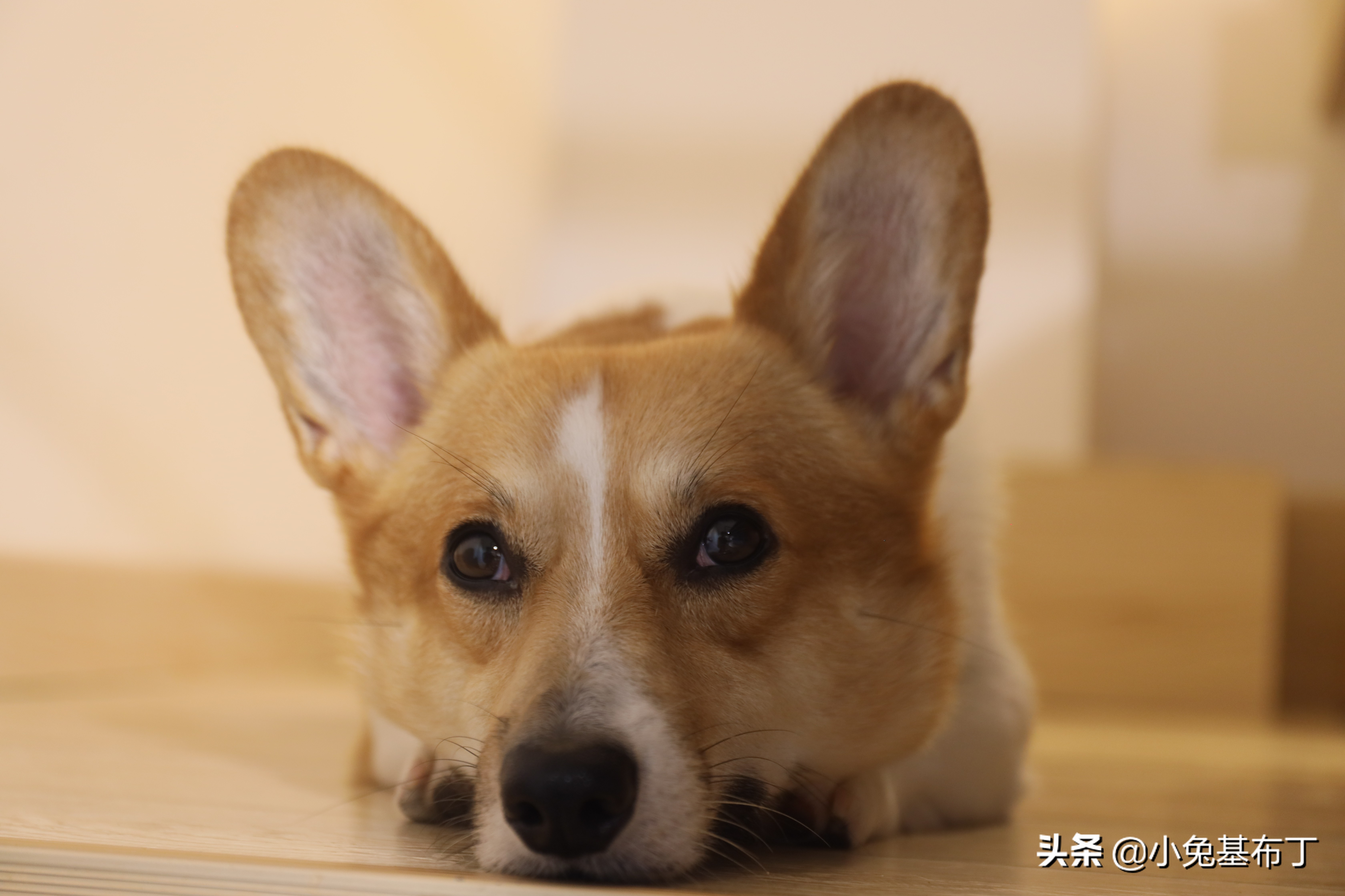 狗狗天天不听话,狗狗老是不吃药怎么办