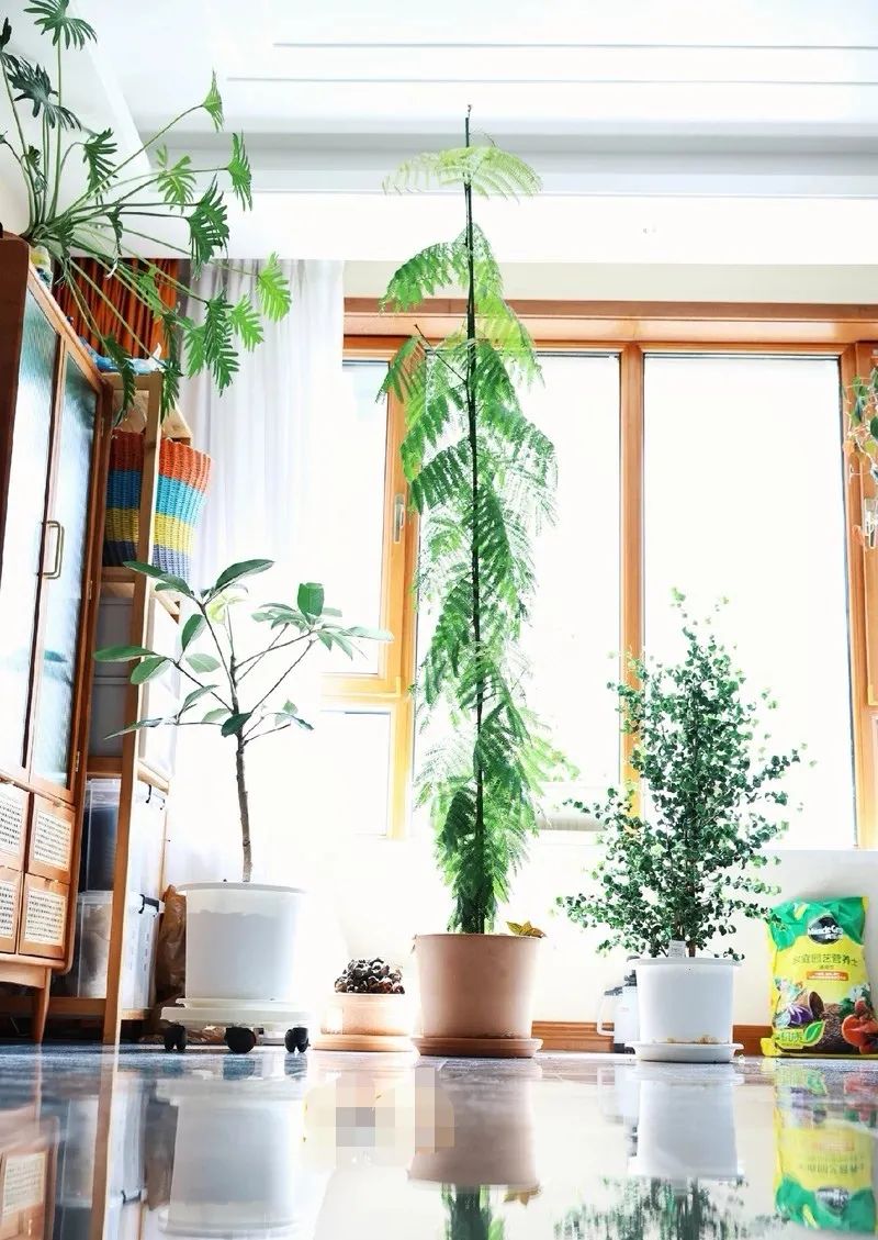 装饰高级感家里绿植推荐,室内装饰花卉及盆景植物