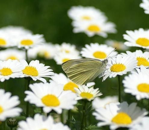 旺财旺宅小盆栽,最旺家的28种植物