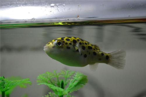 饲料鱼直接养鱼缸确实不太合适，吃多少放多少还是唯一宗旨