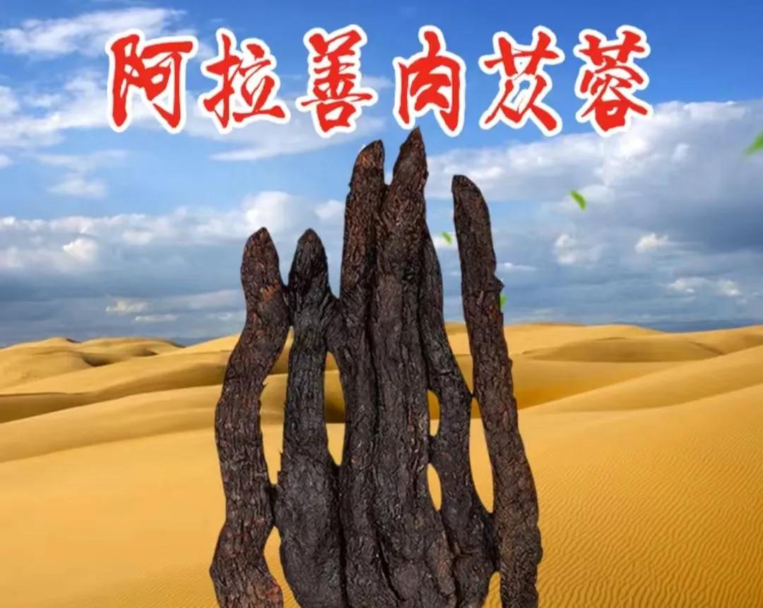 内蒙苁蓉生长在什么位置,内蒙哪产肉苁蓉