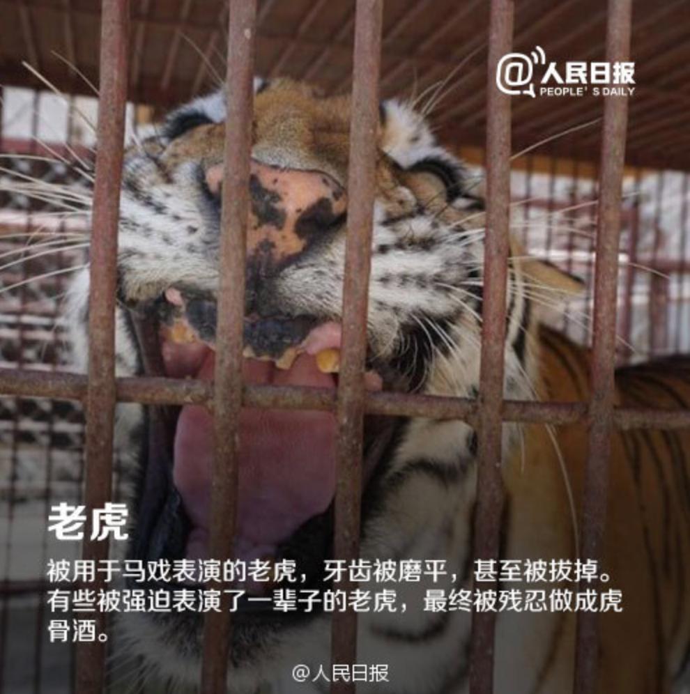 被铁链拴住的一生,被铁链绑住全身后逃脱