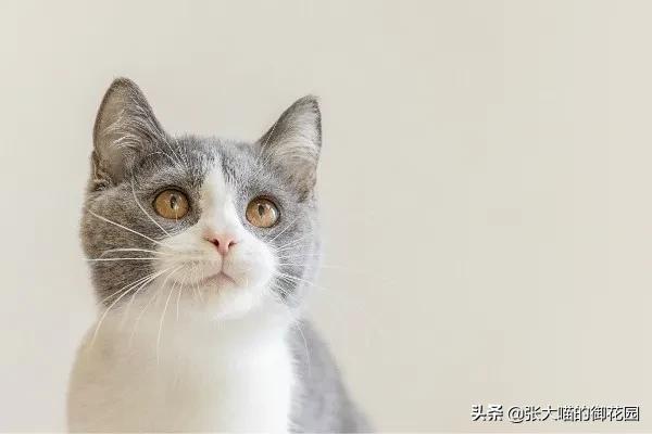 猫咪也会感染犬瘟热,猫咪也会突发性猫瘟么