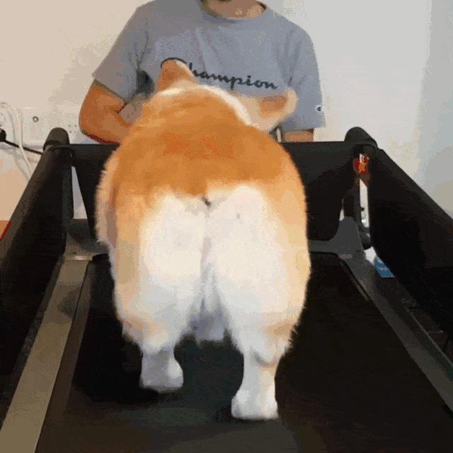 柯基幼犬第一天到家注意什么,饲养柯基6大禁忌你做过几个