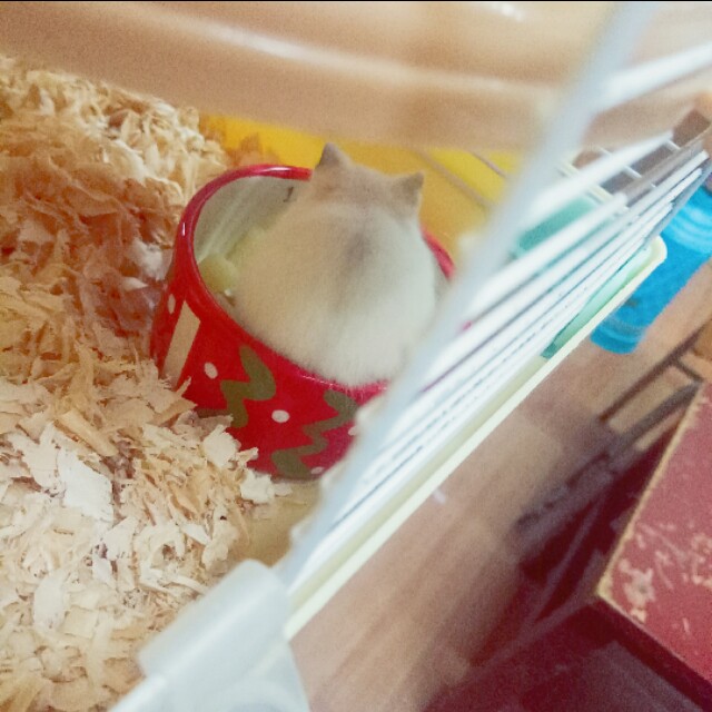 仓鼠饲养方法和注意事项,养仓鼠的注意事项20条必看指南