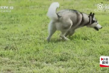 都说哈士奇不能当警犬，但有民警偏要试一试