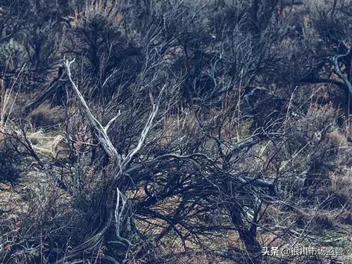 禁毒人为什么要吸毒,禁毒吸毒者为何会沾染毒品