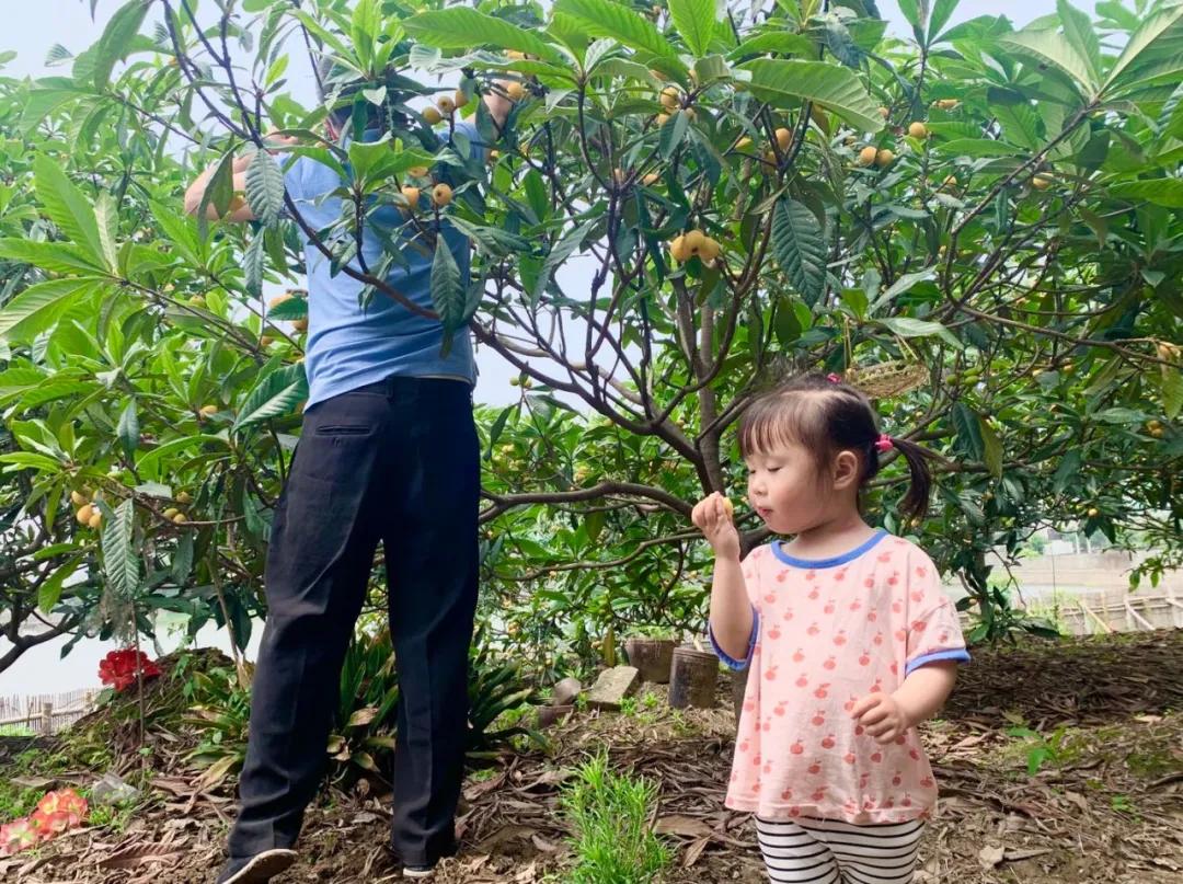 周末东山采枇杷采摘攻略已出,枇杷采摘攻略