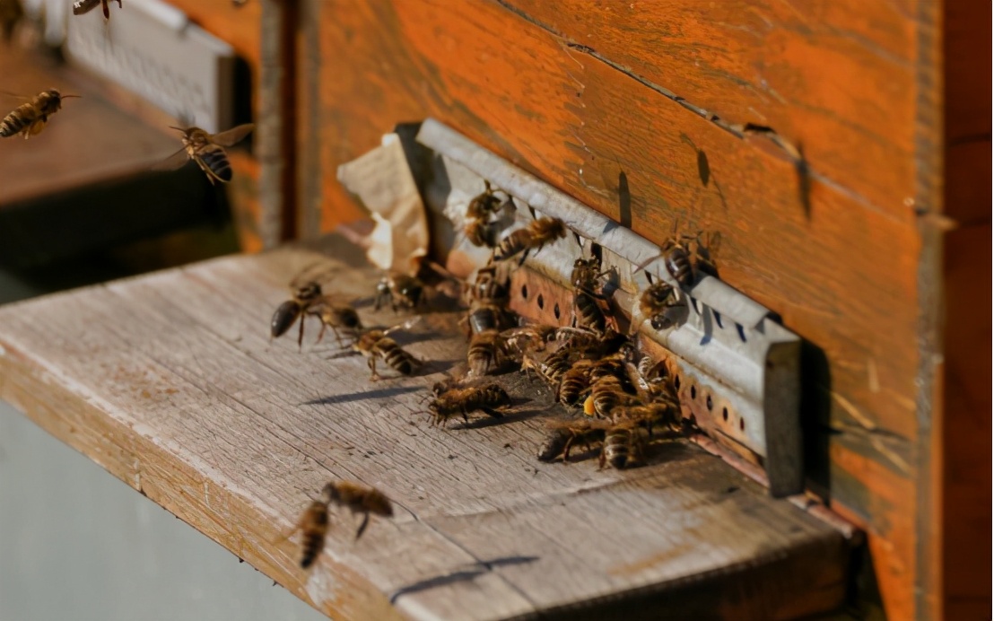 利润很吓人的农村冷门创业项目,利润很吓人10个冷门农村创业项目