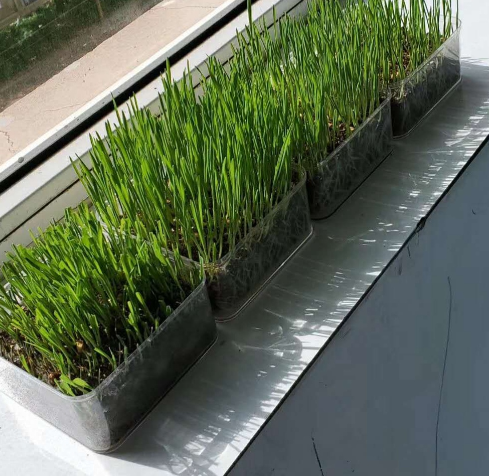 化毛膏和猫草棒的区别,猫咪吃完化毛膏呕吐是什么原因