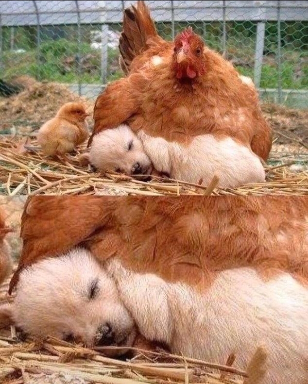 放下了七情六欲戴上金箍才能救你,带上金箍就不能有七情六欲了