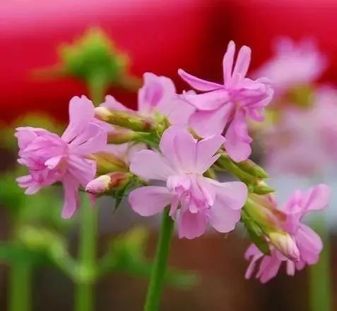 岩石花园景区,岩石园常用花卉