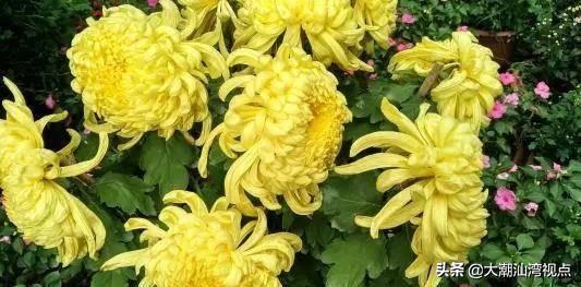 各市市花是哪些花呢,市花大全及其意义