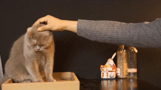 官方辟谣猫和老鼠,猫咪对人的友好表现是什么