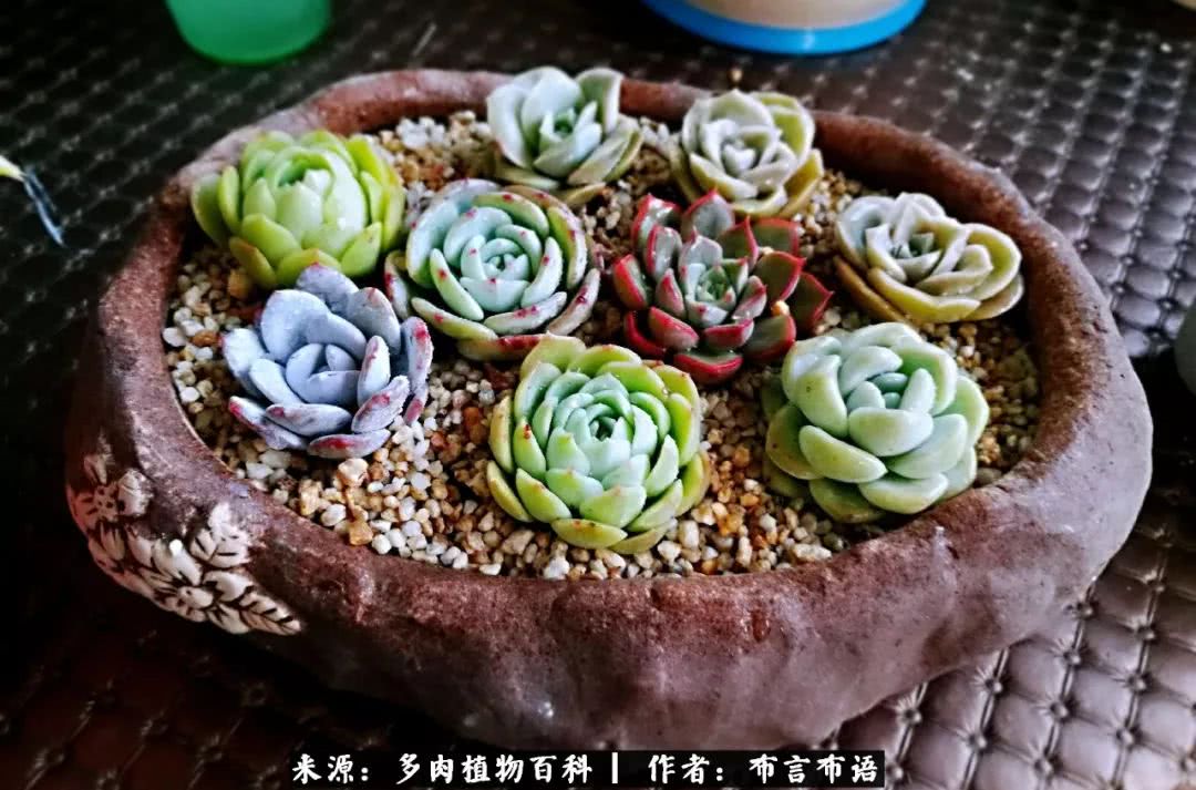从多肉上感悟人生,多肉的真实生活感悟
