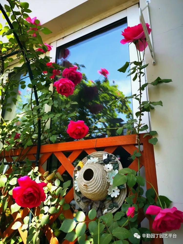 （2021）园丁奖阳台组《008号》星星的花园