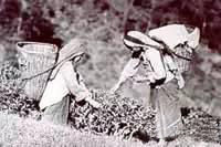 伯爵红茶历史,伯爵到底是谁