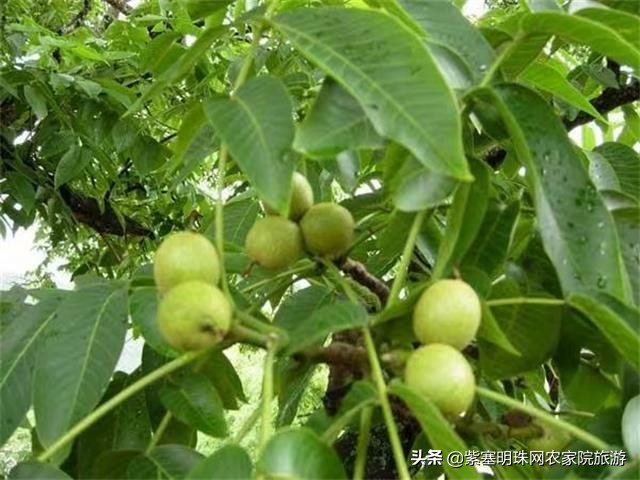 天津蓟县小穆回民农家院,蓟县小穆回民山庄