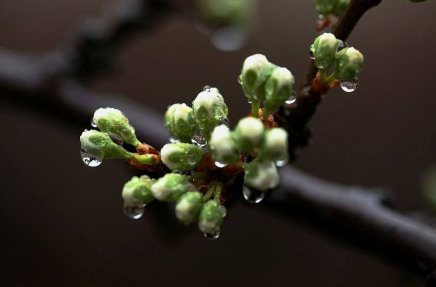 诗词中的春雨,关于春雨的唯美意境诗句
