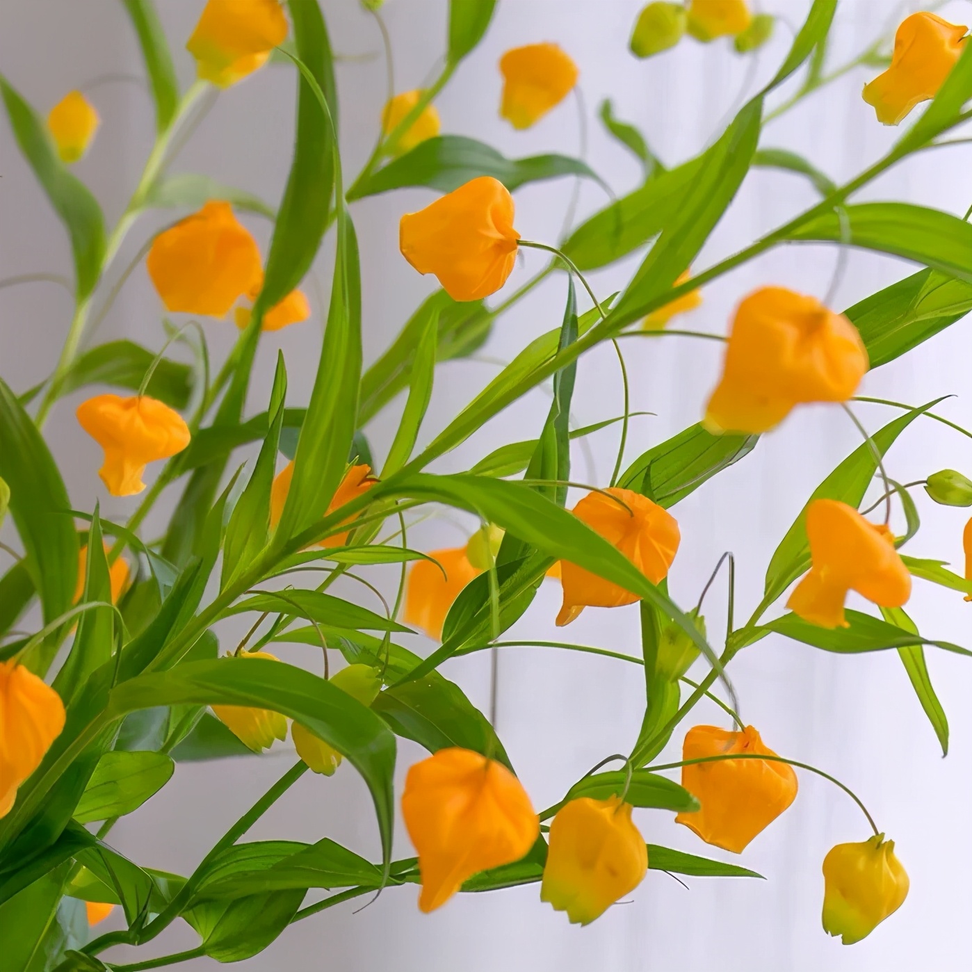 经验贴分享视频,鲜切花非洲菊的养护方法